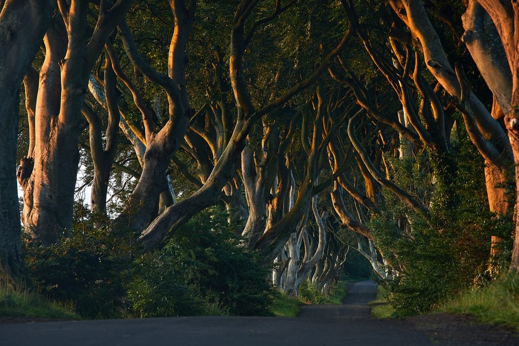 The beech avenue of the Dark Hedges, County Antrim
